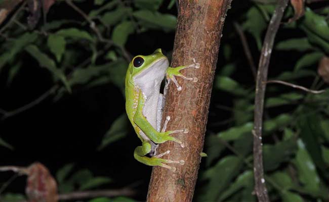 Climte Project pics - frog